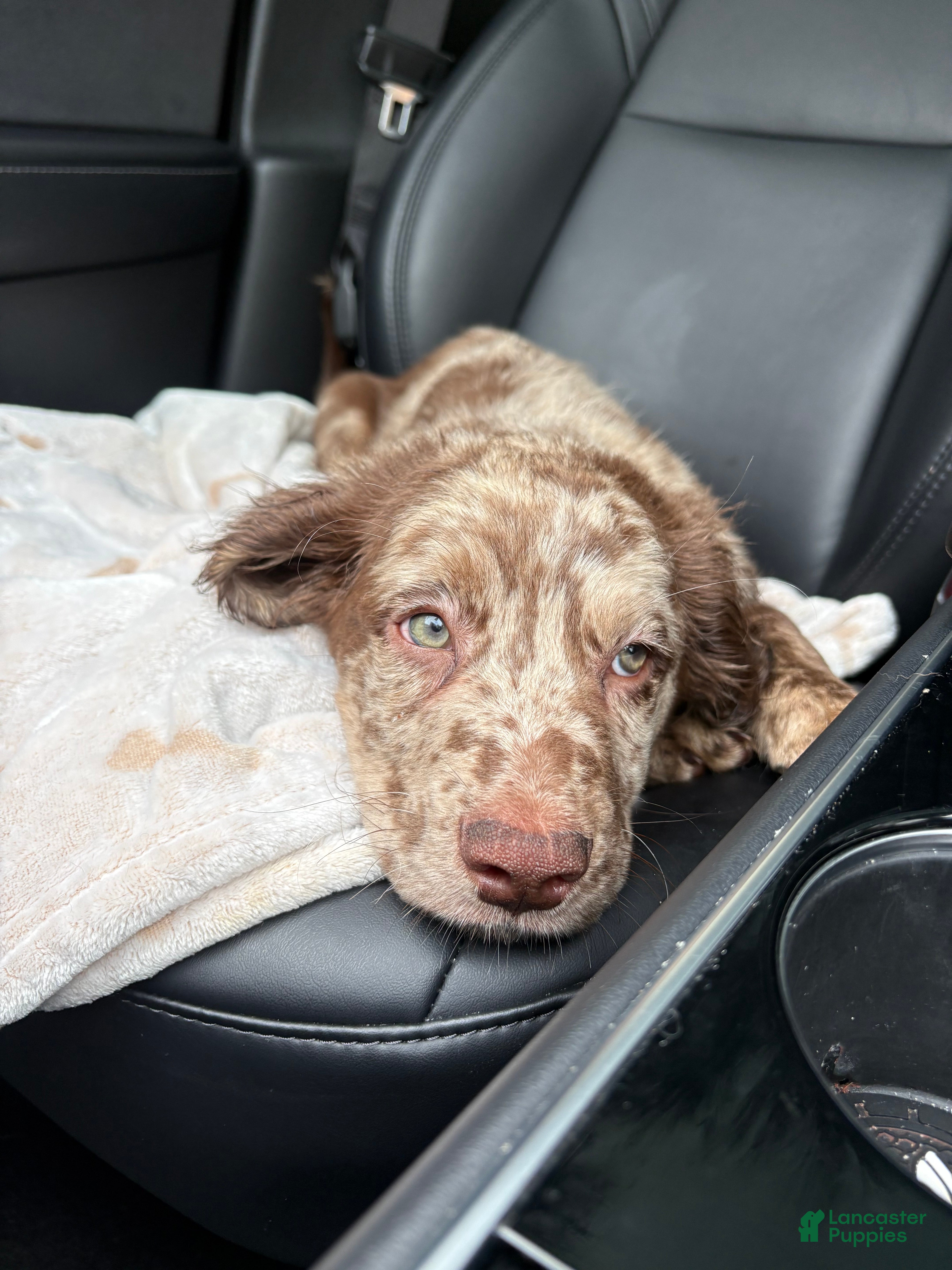 Goldendoodle dogs Goldendoodle Puppy 2 - Ad 23