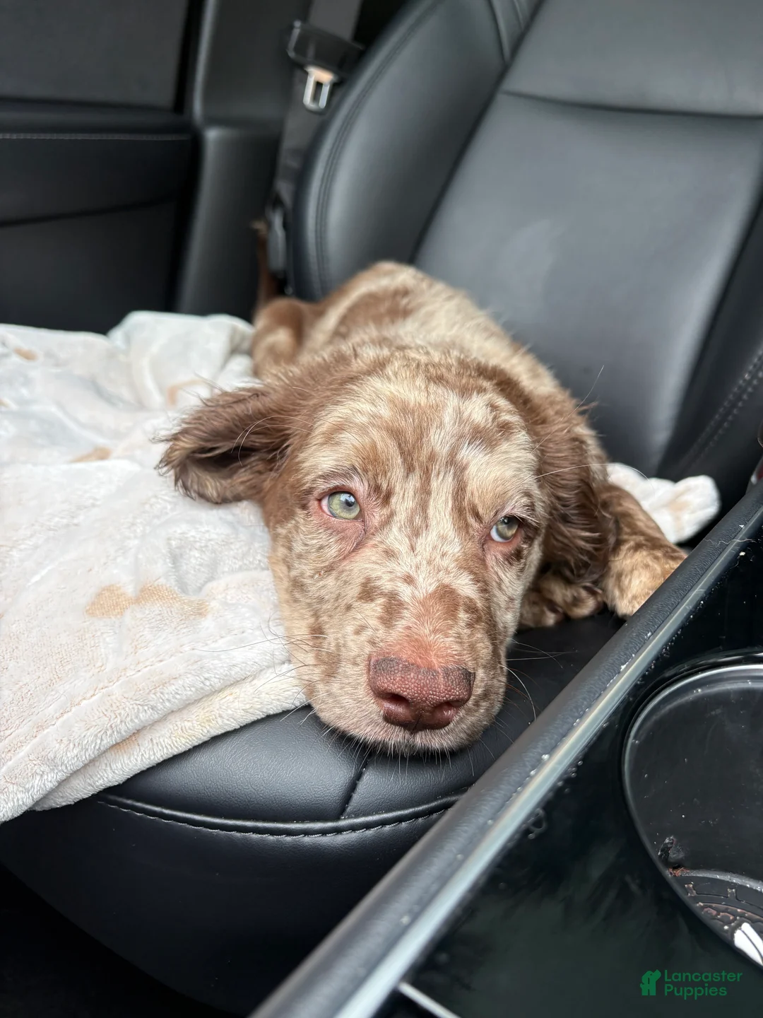 Goldendoodle dogs for sale: Goldendoodle Puppy 2 - Ad 1