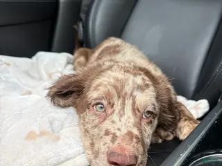 Goldendoodle dogs Goldendoodle Puppy 2 - Ad 11