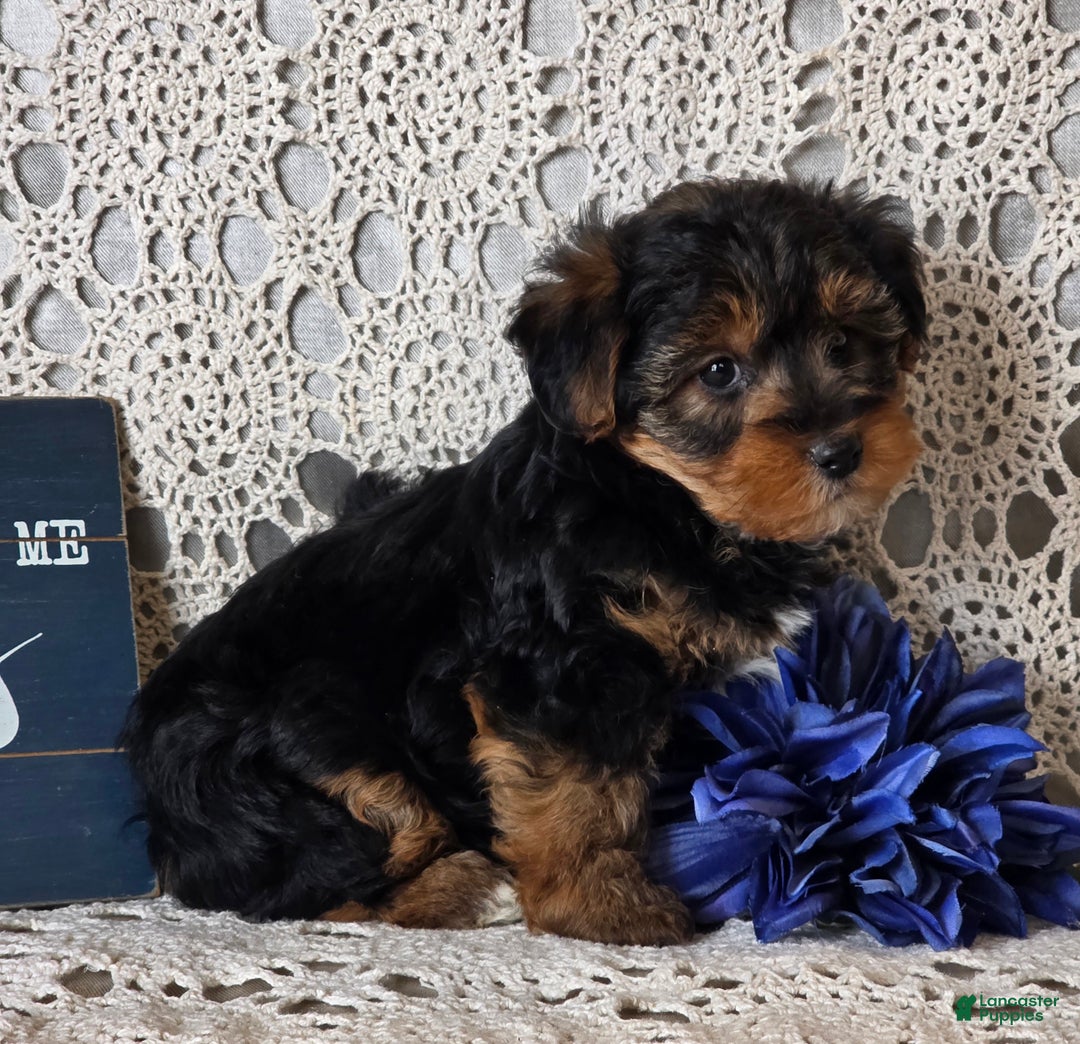Yorkiepoo dogs for sale: Sherlock - Ad 2