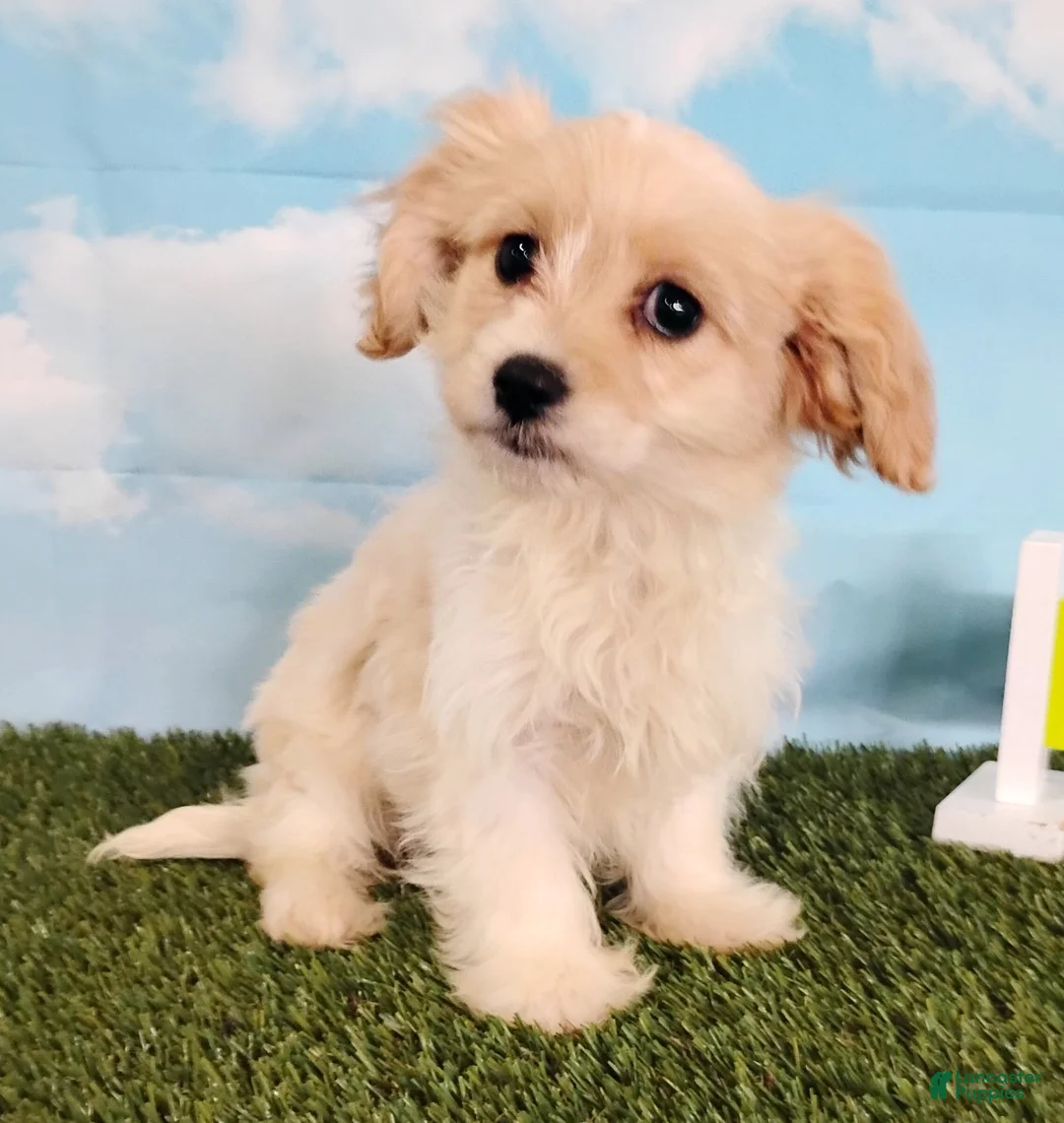Cavachon dogs for sale: Cooper - Ad 1