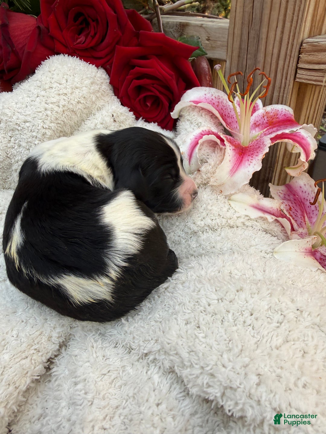 Goldendoodle dogs for sale: Cookie - Ad 2