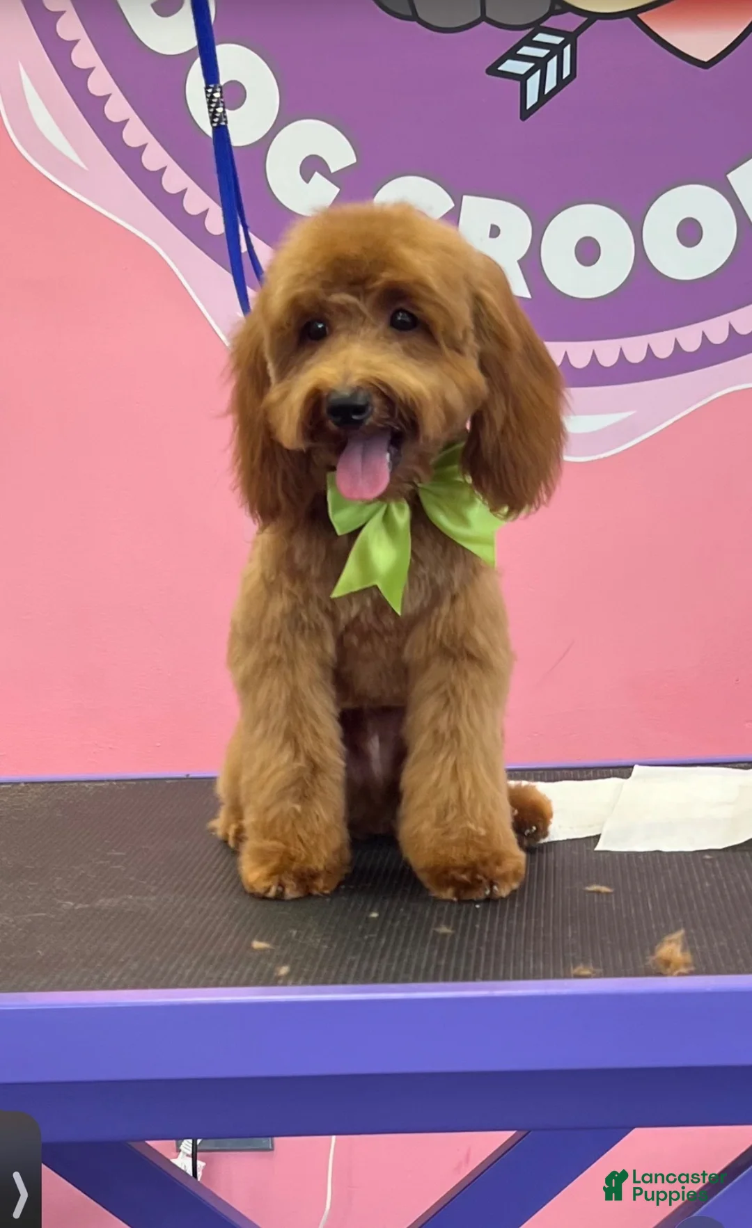 Mini Goldendoodle dogs for sale: Mini Goldendoodle 1 - Ad 2