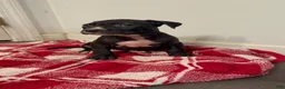 American Pit Bull Terrier dogs for sale: American Pit Bull Terrier 1 - Ad 2
