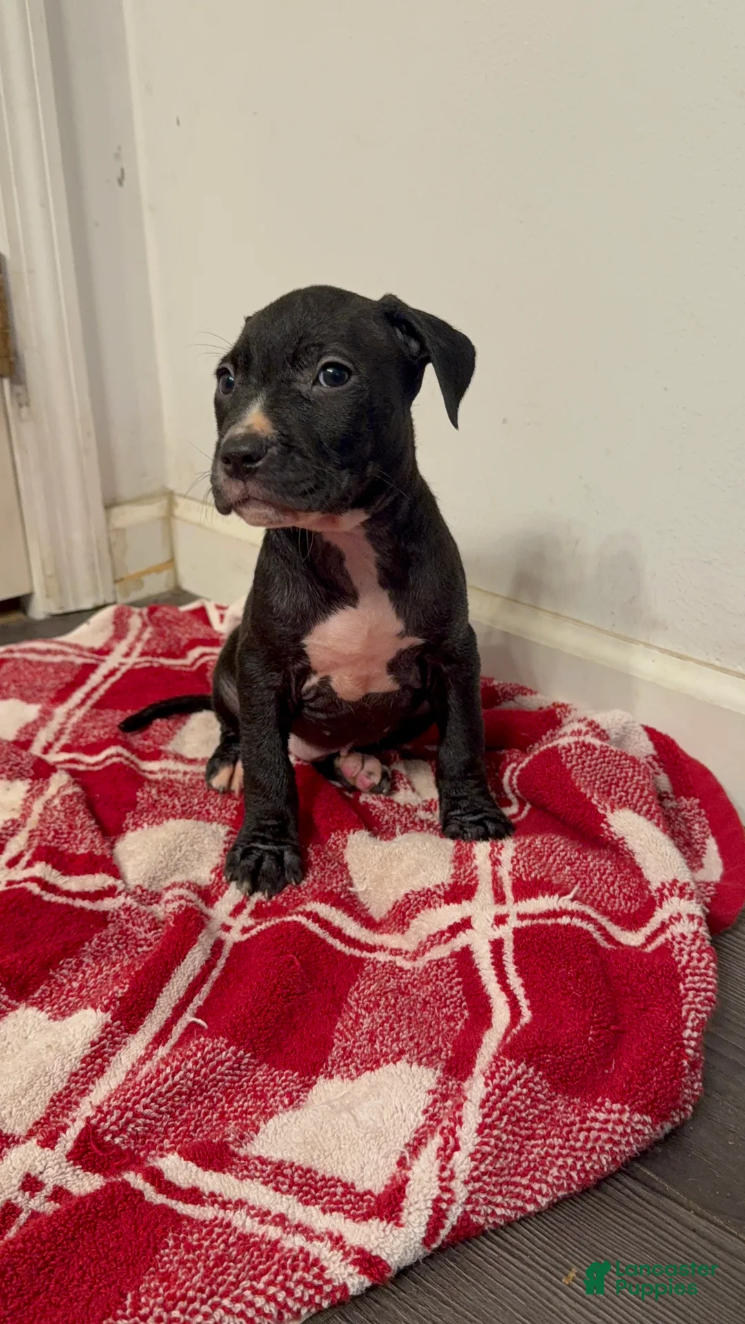 American Pit Bull Terrier dogs for sale: American Pit Bull Terrier 1 - Ad 2