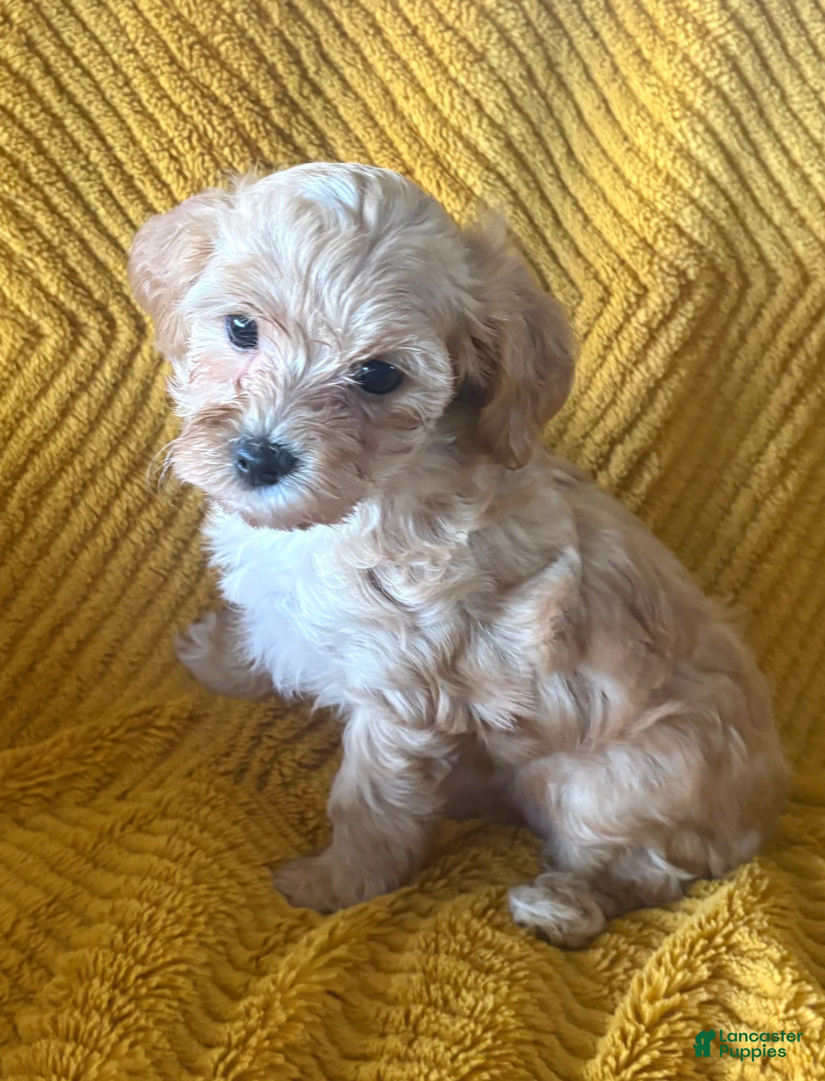 Maltipoo dogs Truffle - Ad 2