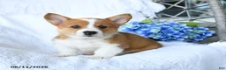 Welsh Corgi Pembroke dogs for sale: Kenny - Ad 1