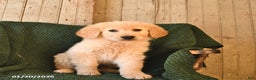 Mixed Breed dogs for sale: Coal  - Ad 1