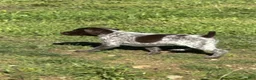 German Shorthaired Pointer dogs for sale: German Shorthaired Pointer Puppy 6 - Ad 2