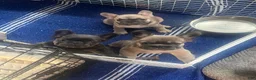 French Bulldog dogs for sale: Lilly - Ad 10