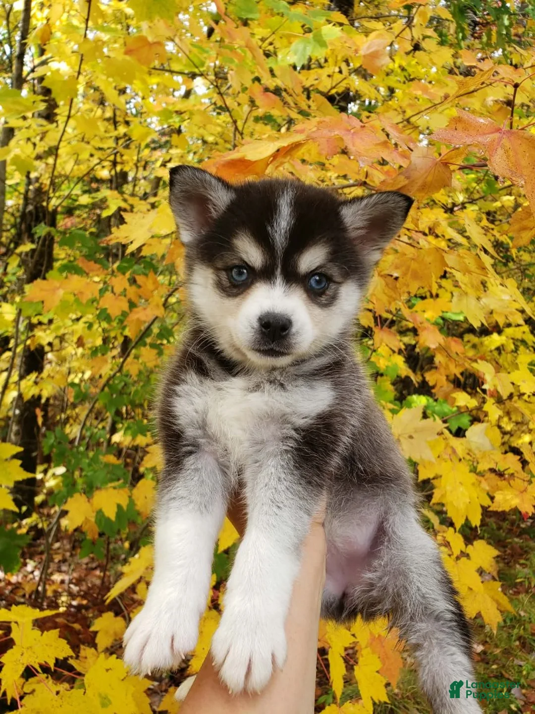 Alaskan Klee Kai dogs for sale: Obro - Ad 1