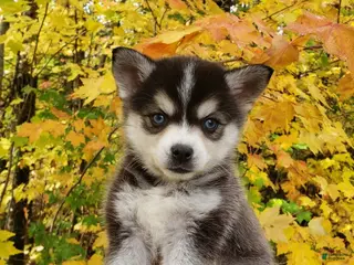 Alaskan Klee Kai dogs Obro - Ad 1