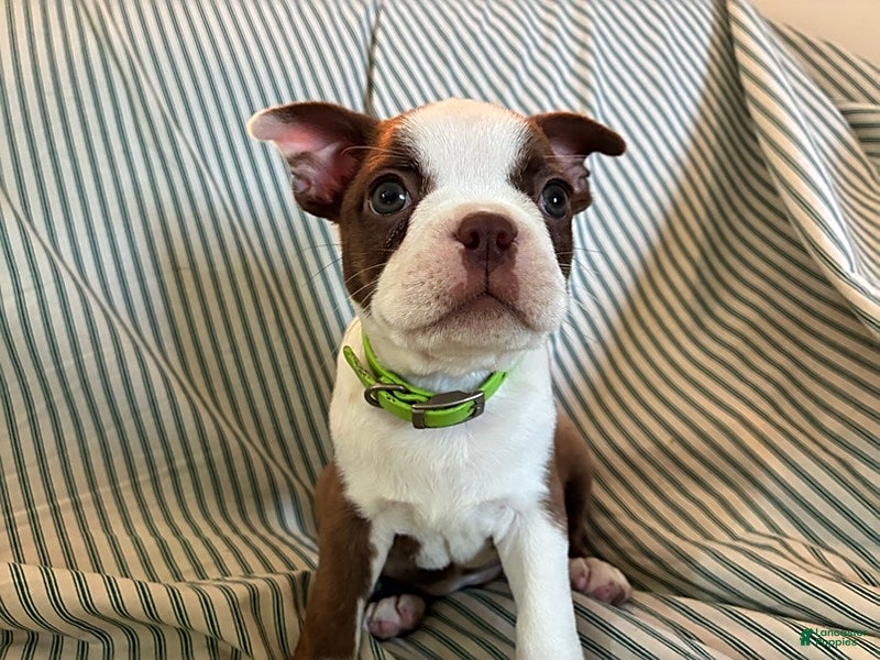 Boston Terrier dogs Caramba - Ad 2