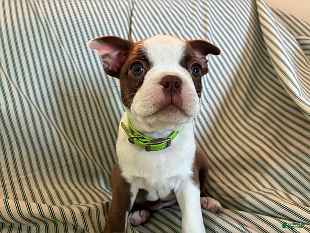 Boston Terrier dogs for sale: Caramba - Ad 2