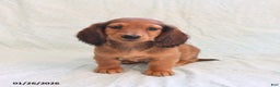 Miniature Dachshund dogs for sale: Jason - Ad 2