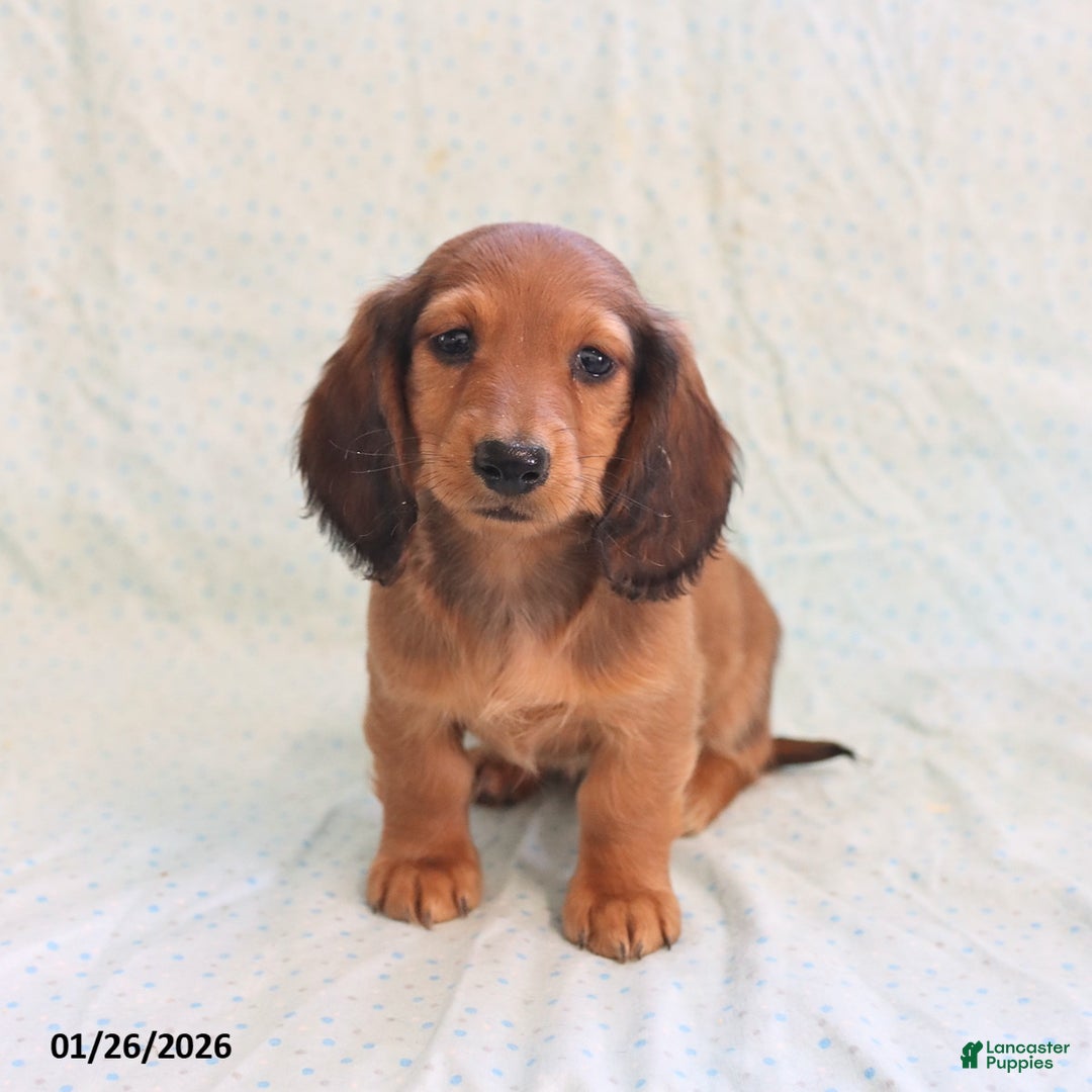 Miniature Dachshund dogs for sale: Jason - Ad 2