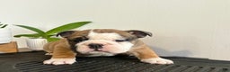 English Bulldog dogs for sale: Chester - Ad 6