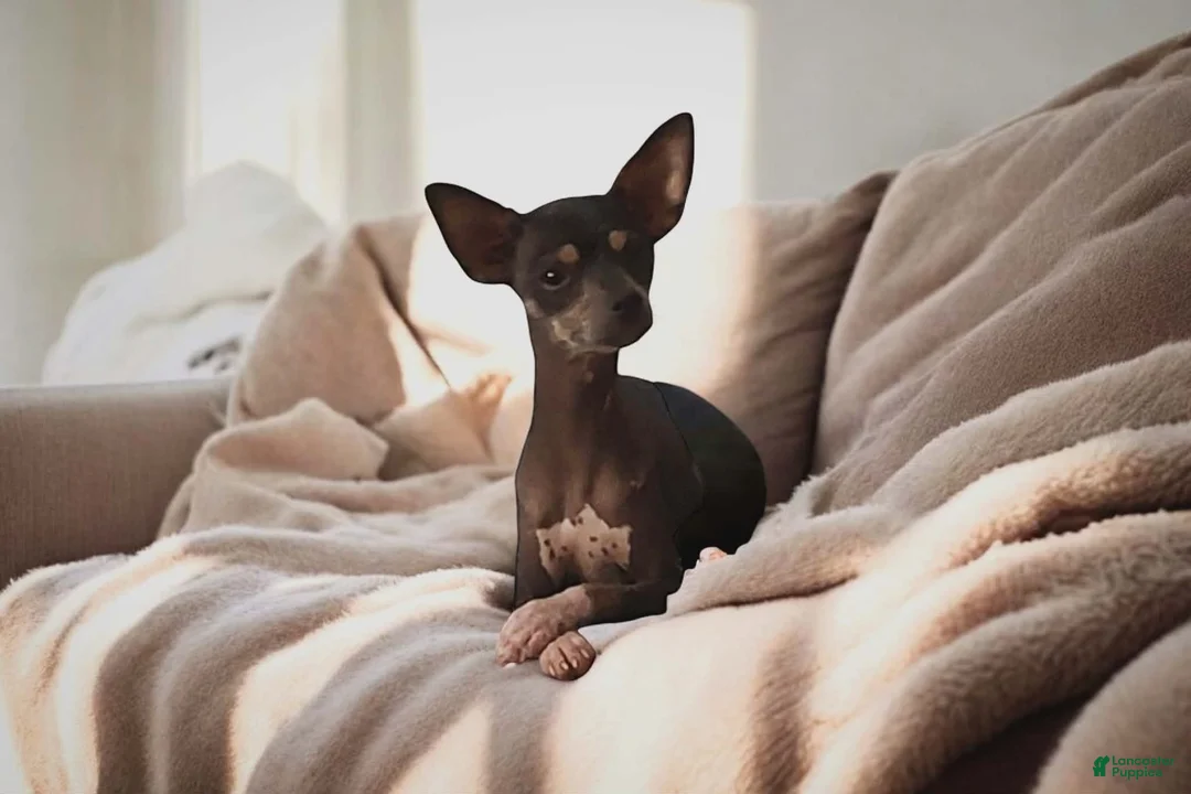 Mixed Breed dogs for sale: Brittany - Ad 3