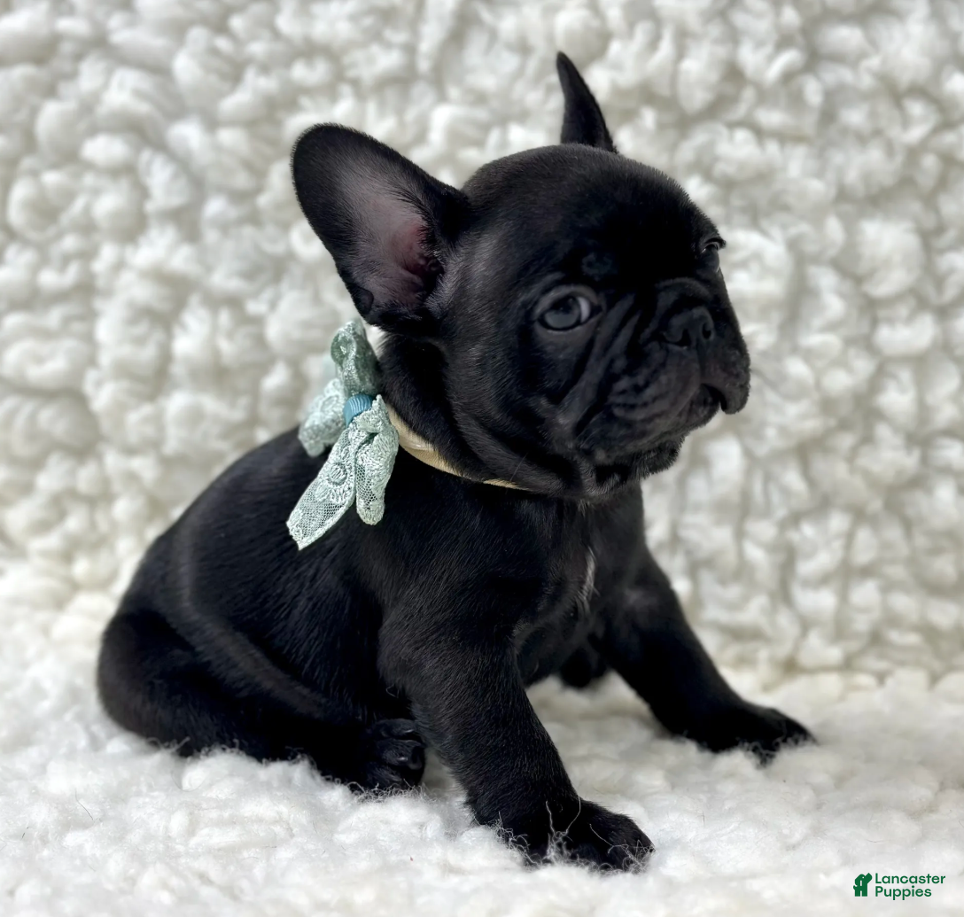 Mixed Breed dogs Panther - Ad 1