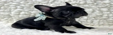 Panther