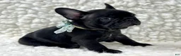 Mixed Breed dogs for sale: Panther - Ad 1