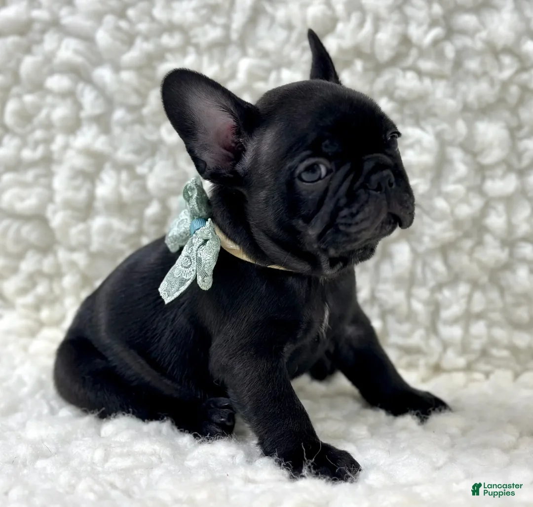 Mixed Breed dogs for sale: Panther - Ad 1