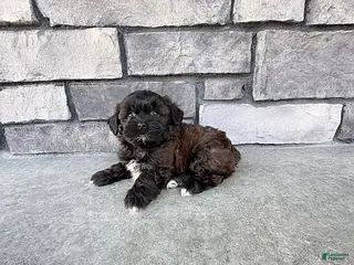 Shihpoo dogs for sale: Mickey - Ad 4