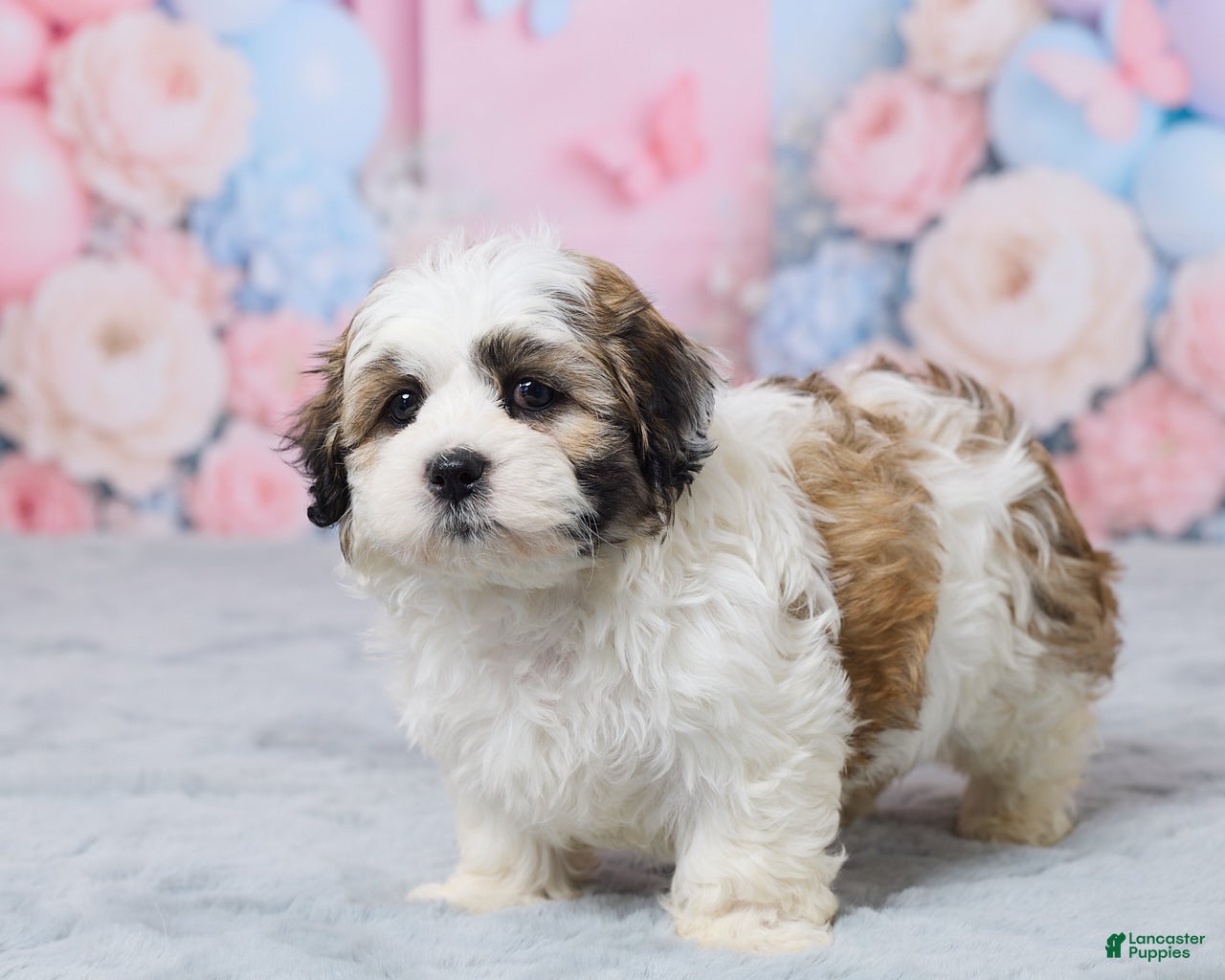 Teddy Bear dogs for sale: Mindy - Ad 5