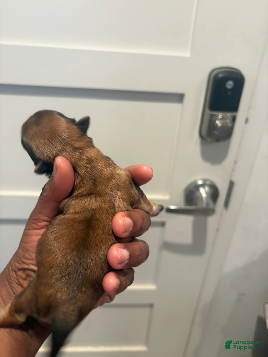 Morkie dogs for sale: Dior Ja dore  - Ad 2