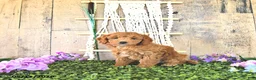 Mini Goldendoodle dogs for sale: Mr Timber - Ad 4