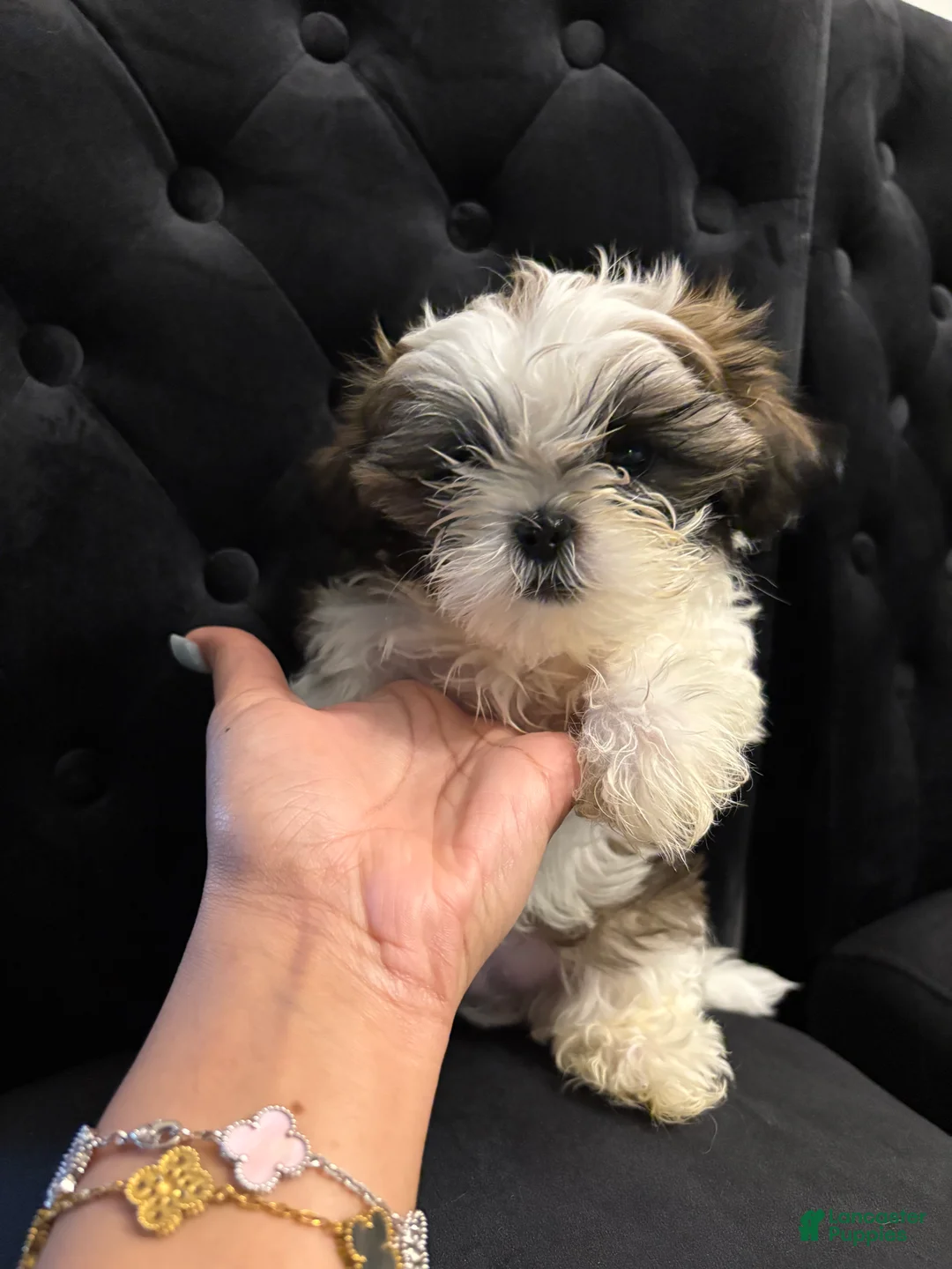 Shih Tzu dogs for sale: POPPA  - Ad 1