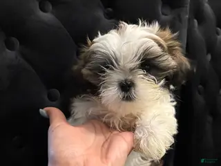 Shih Tzu dogs POPPA - Ad 36