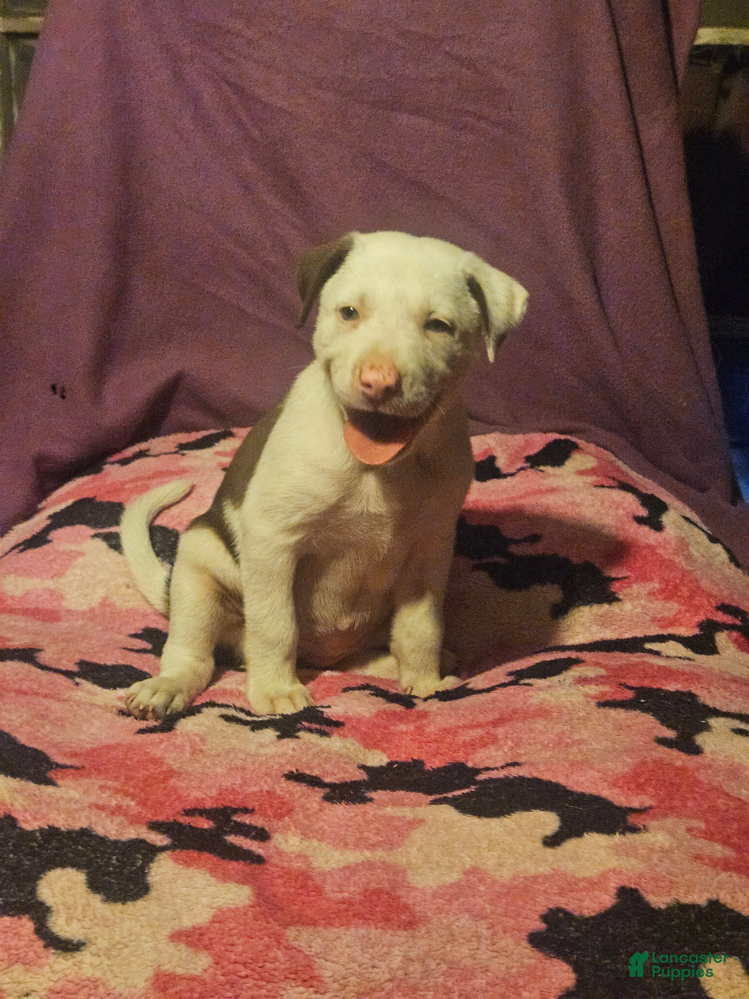 Border Collie dogs Suzy - Ad 32