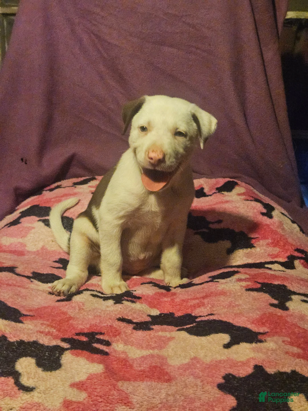 Border Collie dogs for sale: Suzy - Ad 2