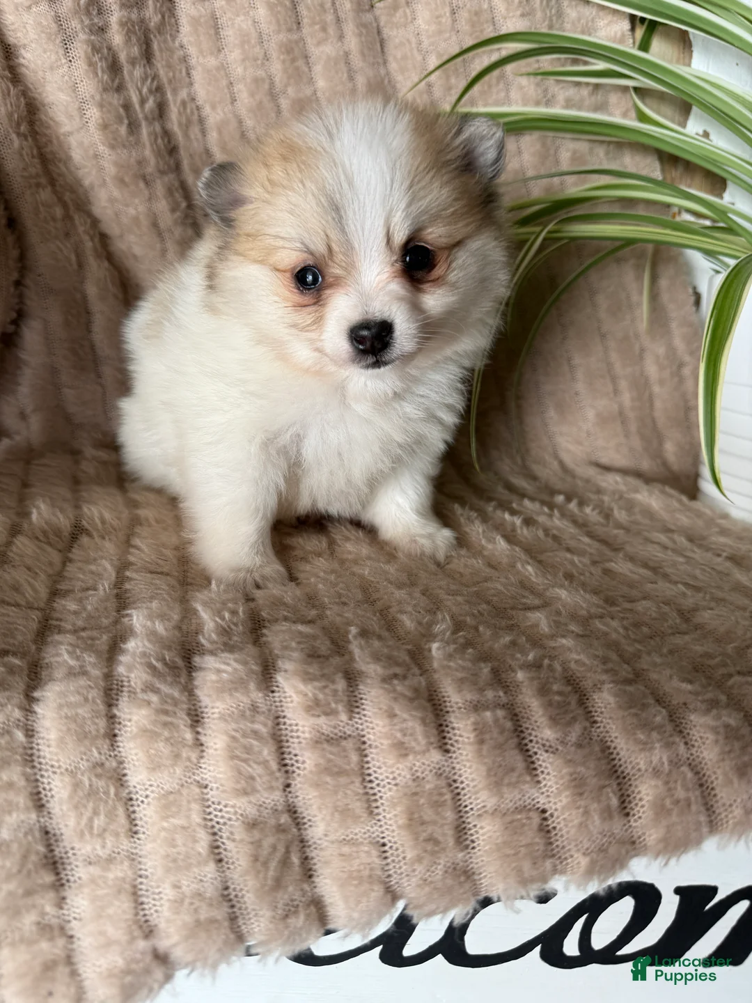 Pomeranian dogs for sale: Russel - Ad 19