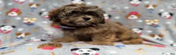 Shihpoo dogs for sale: Drake - Ad 3