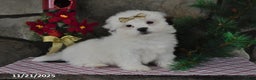 Teddy Bear dogs for sale: Snowball - Ad 2