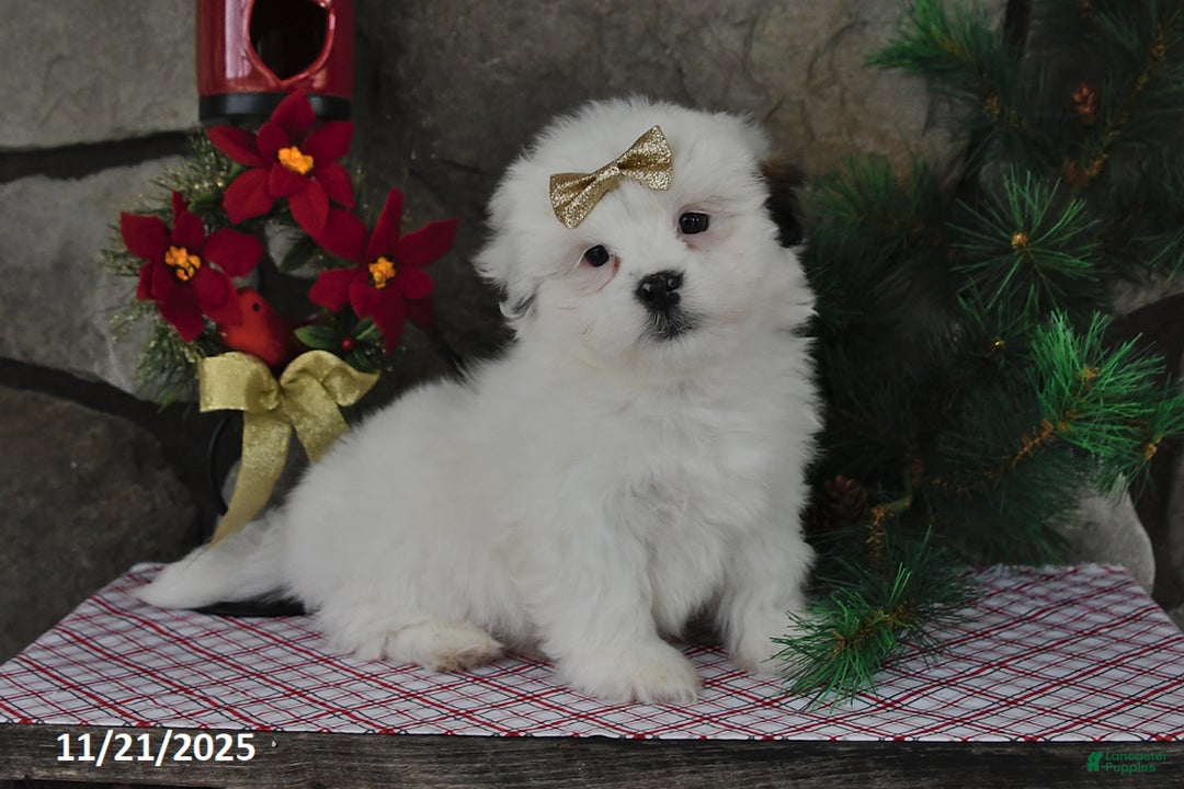 Teddy Bear dogs for sale: Snowball - Ad 2