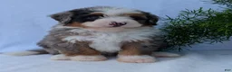 Mini Bernedoodle dogs for sale: Mini Marlo  - Ad 10
