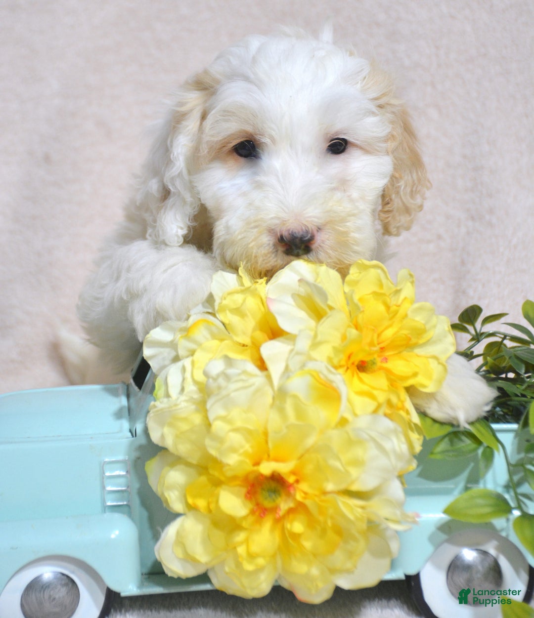 Goldendoodle dogs for sale: Dino - Ad 1