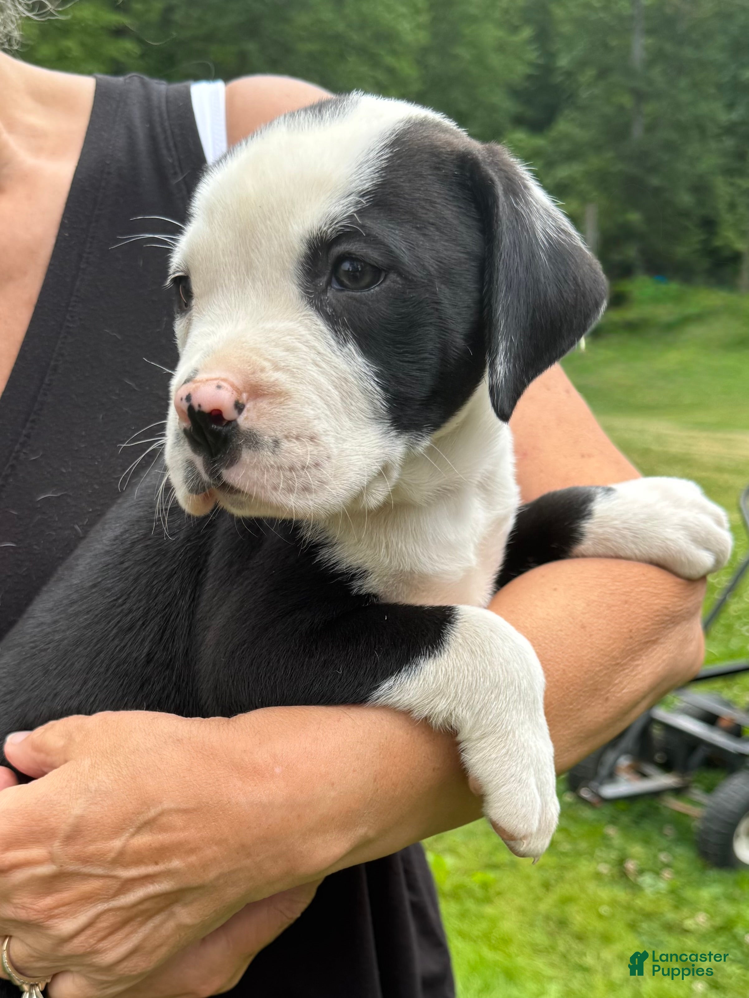 American Bulldog dogs Male 1 - Ad 1