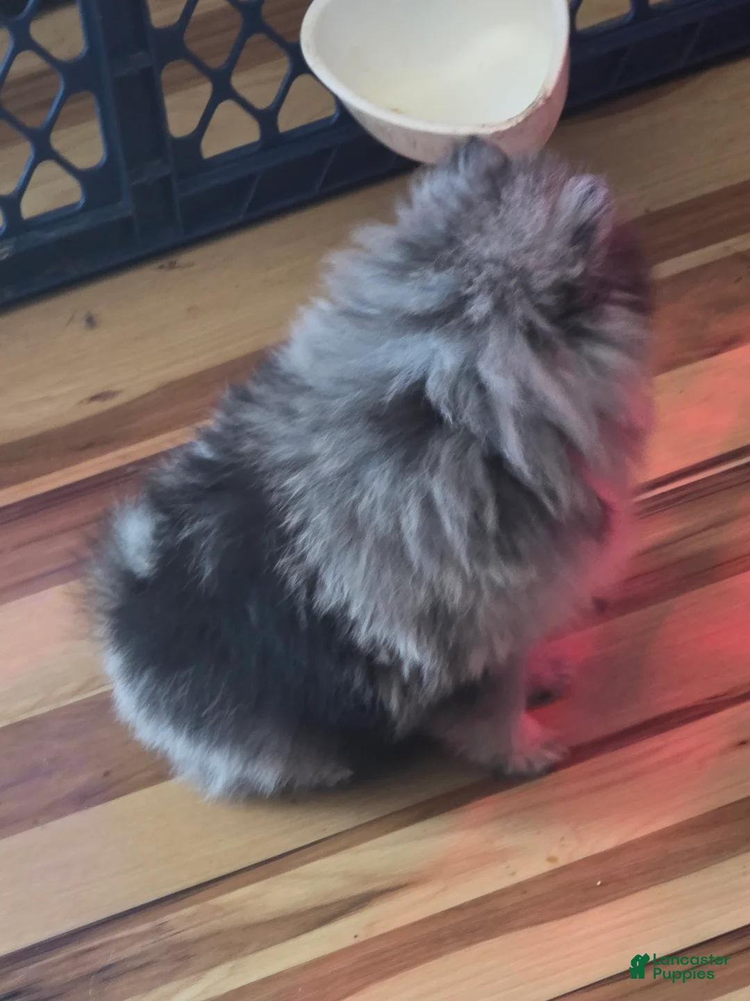 Pomeranian dogs for sale: Pomeranian Puppy 1 - Ad 6