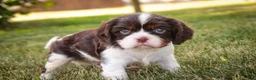 Cavalier King Charles Spaniel dogs for sale: Presley Cavalier King Charles Spaniel  - Ad 5