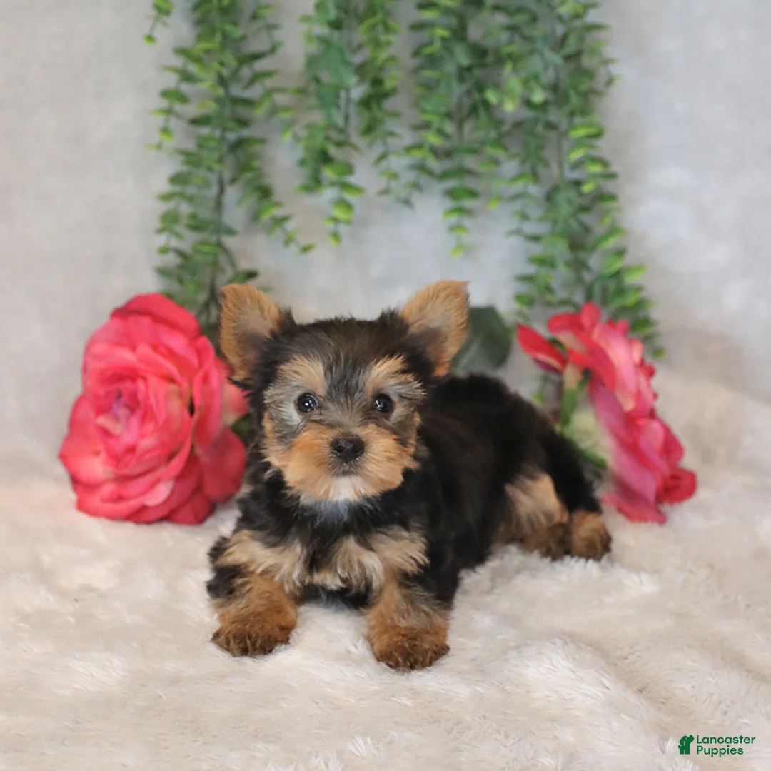 Yorkshire Terrier dogs for sale: Mars  - Ad 1