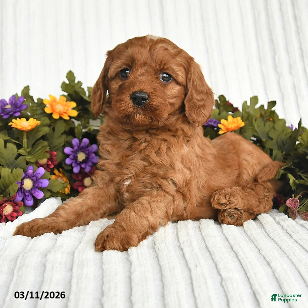 Mixed Breed dogs for sale: Pansey - Ad 3