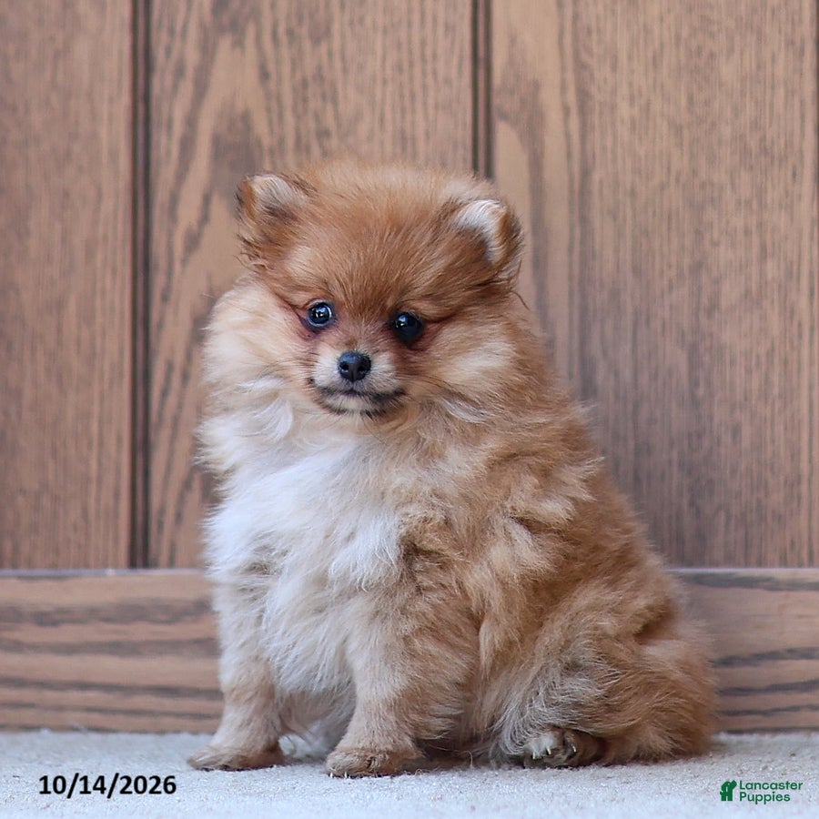 Pomeranian dogs Theresa - Ad 1