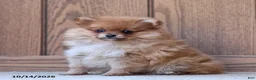 Pomeranian dogs for sale: Theresa - Ad 1