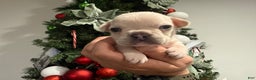French Bulldog dogs for sale: Skye - Ad 1