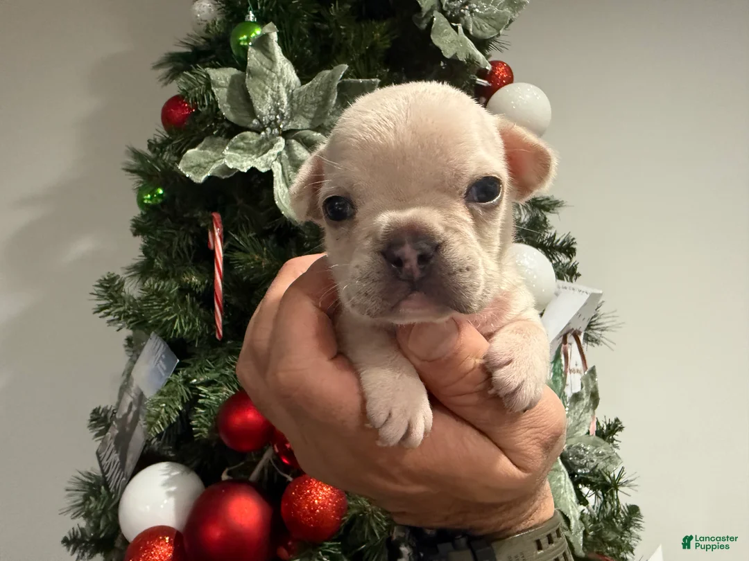 French Bulldog dogs for sale: Skye - Ad 1