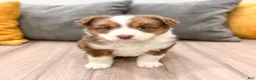Australian Shepherd dogs for sale: Gracie - Ad 1